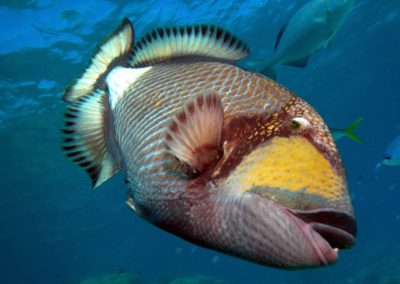 Blue-Sea-Divers-Seychelles-009