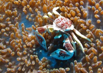Blue-Sea-Divers-Seychelles-018