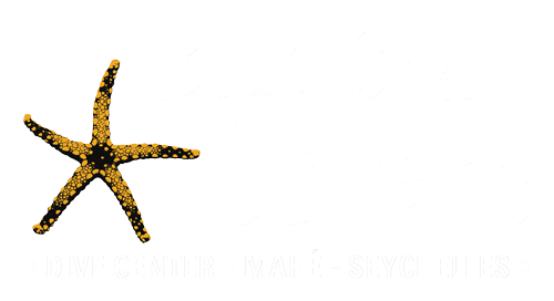 BlueSeaDivers