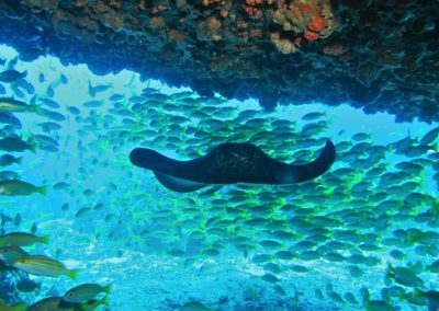 Blue-Sea-Divers-Seychelles-026